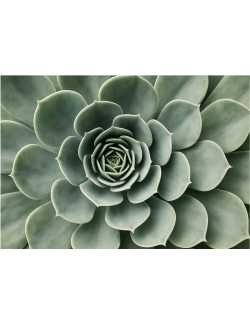 Nos Visuels - 418 FLEUR ZEN